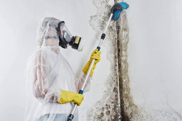 Best Attic Mold Remediation in Rensselaer, IN