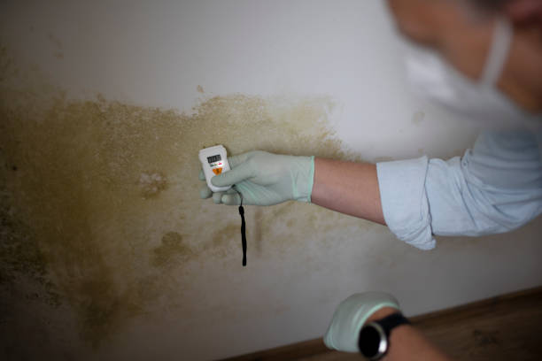 Best Emergency Mold Remediation in Rensselaer, IN